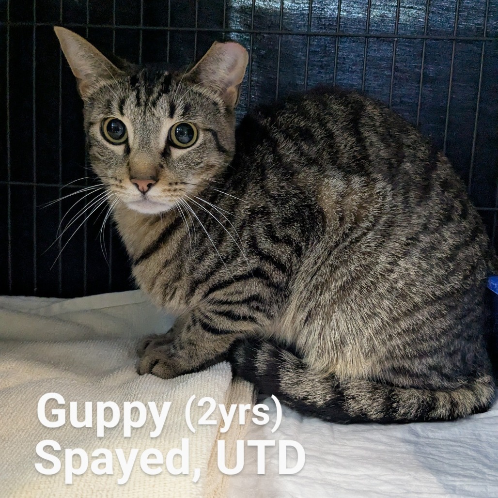Guppy