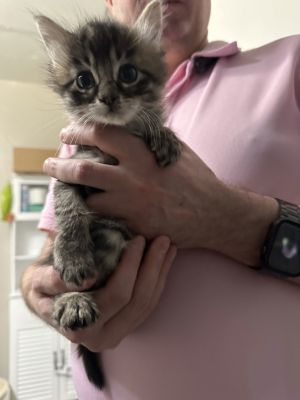 Nera, Young Female Domestic Short Hair