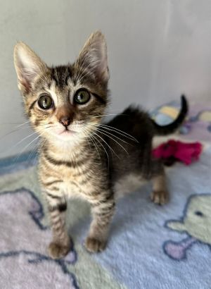 MONARCO, Baby Male Domestic Short Hair