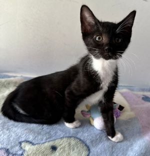 MUSICA, Baby Female Domestic Short Hair