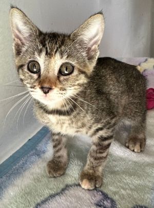 MUNISA, Baby Female Domestic Short Hair