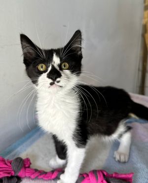 MILO, Baby Male Domestic Short Hair