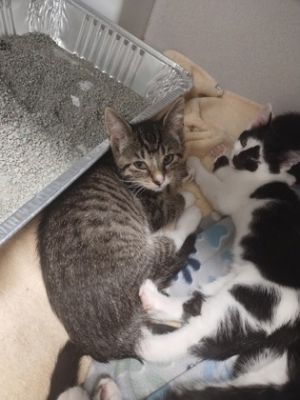 Dill, Baby Female Domestic Short Hair