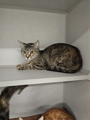 Cherry Wine Domestic Short Hair Cat