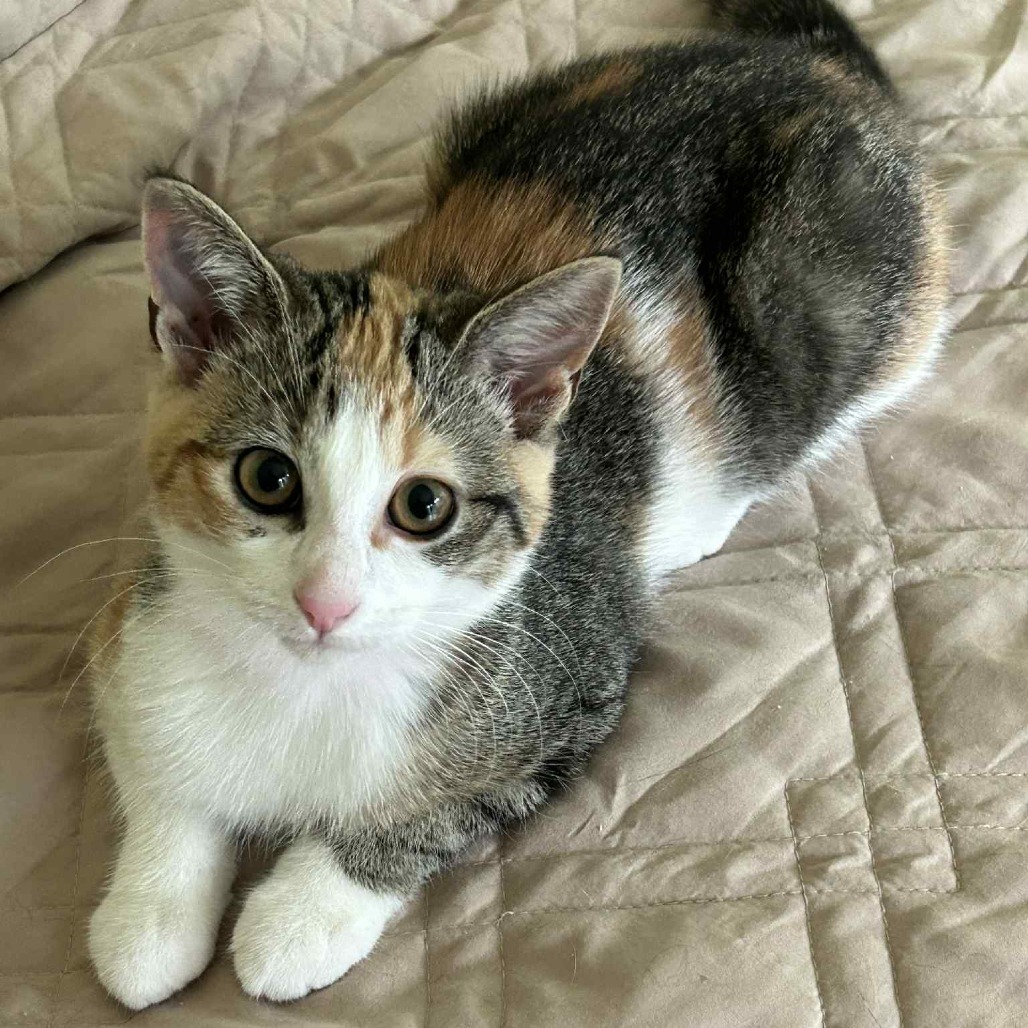 Sybil