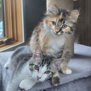 Sugar Cookie, Baby Female Domestic Long Hair
