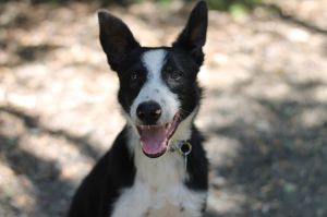 Border Collie male puppyMeet Kidd About 6-7 months old this Border Collie guy is a gem Hes on th