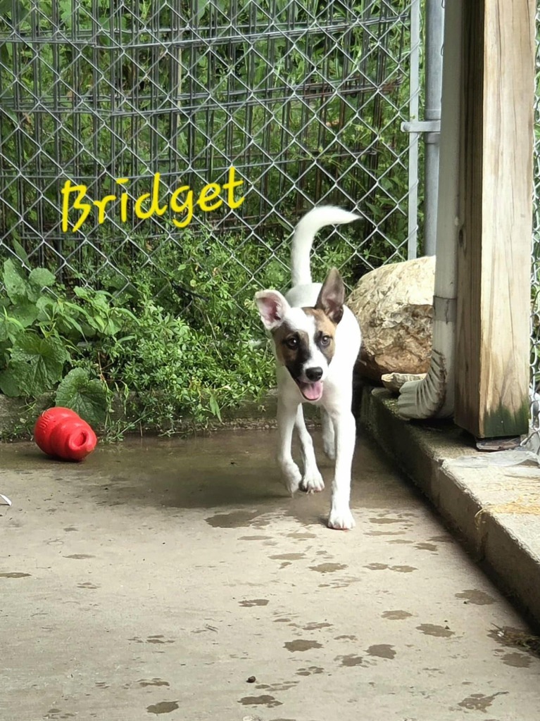 Bridget