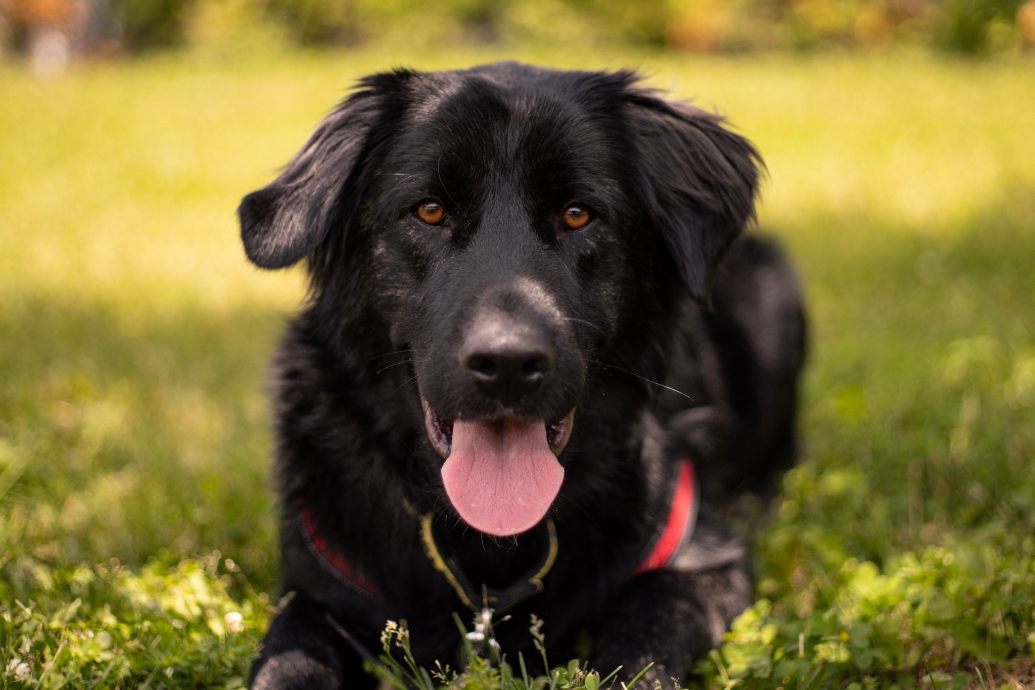 Pepper