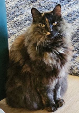 Romi Domestic Long Hair Cat