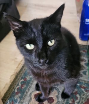 Darcy Bombay Cat
