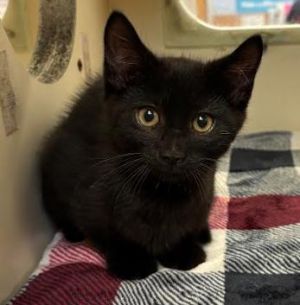 Banzai - blue, Baby Male Domestic Short Hair
