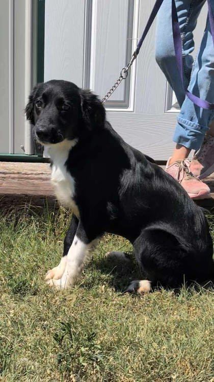 Anel, an adoptable Border Collie, Labrador Retriever in McCook, NE, 69001 | Photo Image 1