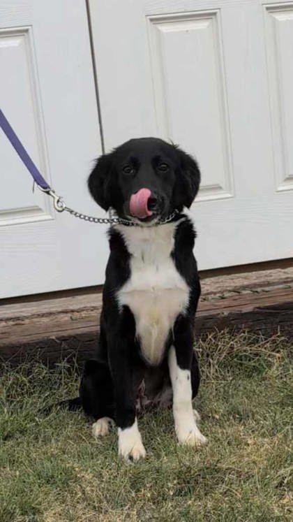 Anel, an adoptable Border Collie, Labrador Retriever in McCook, NE, 69001 | Photo Image 2