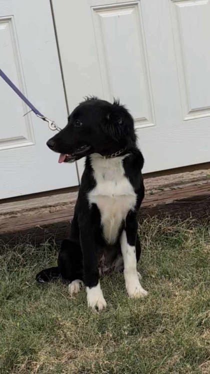 Anel, an adoptable Border Collie, Labrador Retriever in McCook, NE, 69001 | Photo Image 3