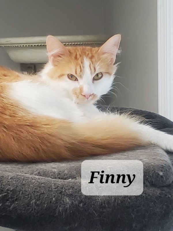 Finny thumbnail 2