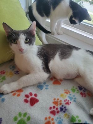 Valerie Domestic Short Hair Cat