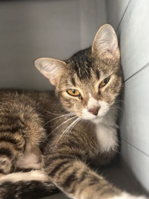 Beverly, Adult Female Domestic Short Hair