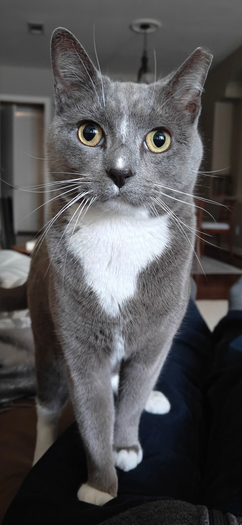 Frances