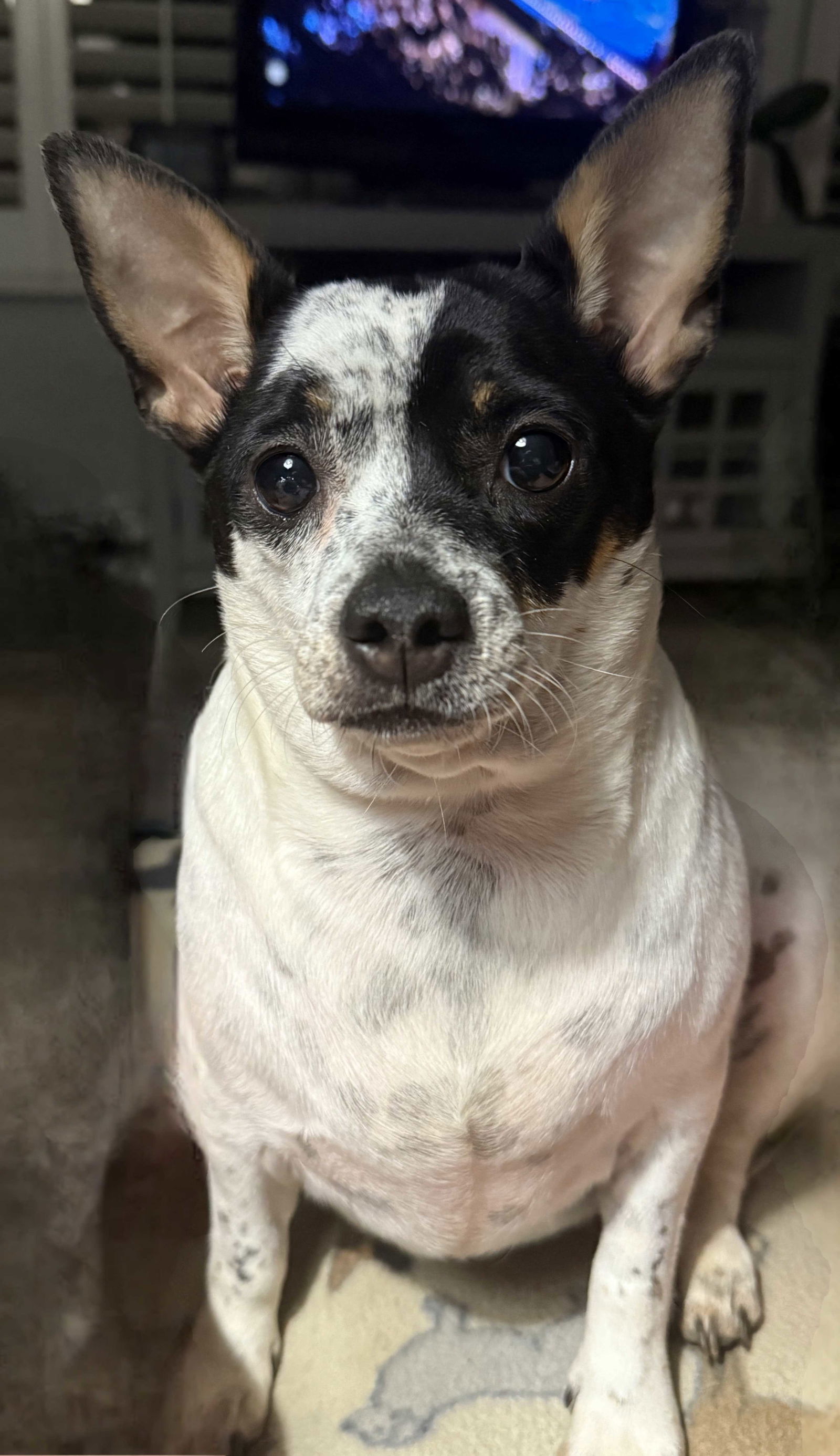 MAGIC MAUDE