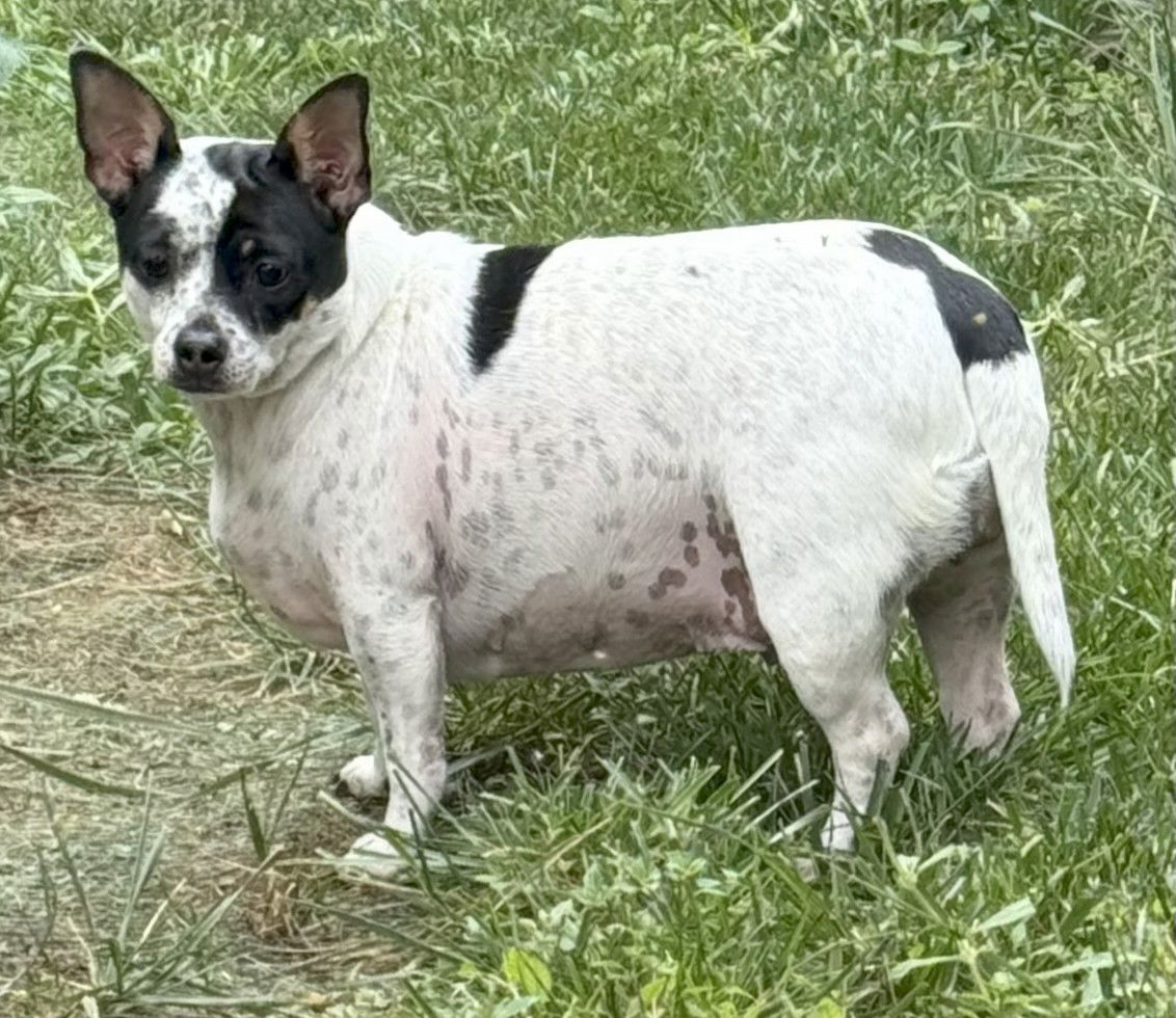 MAGIC MAUDE