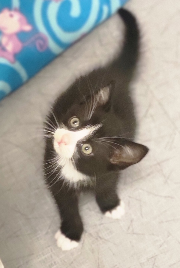 Cooper