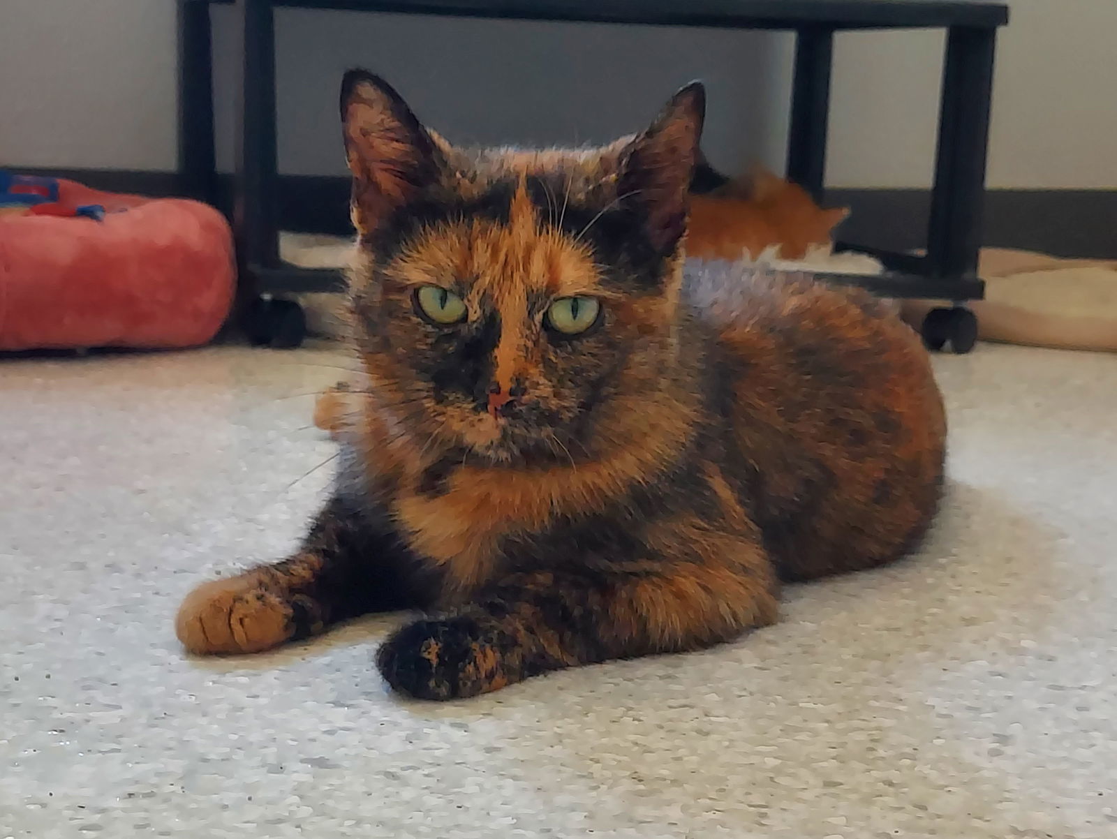 Cinnamon