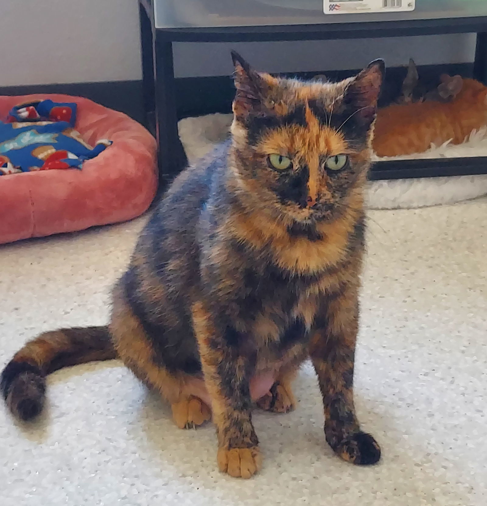 Cinnamon