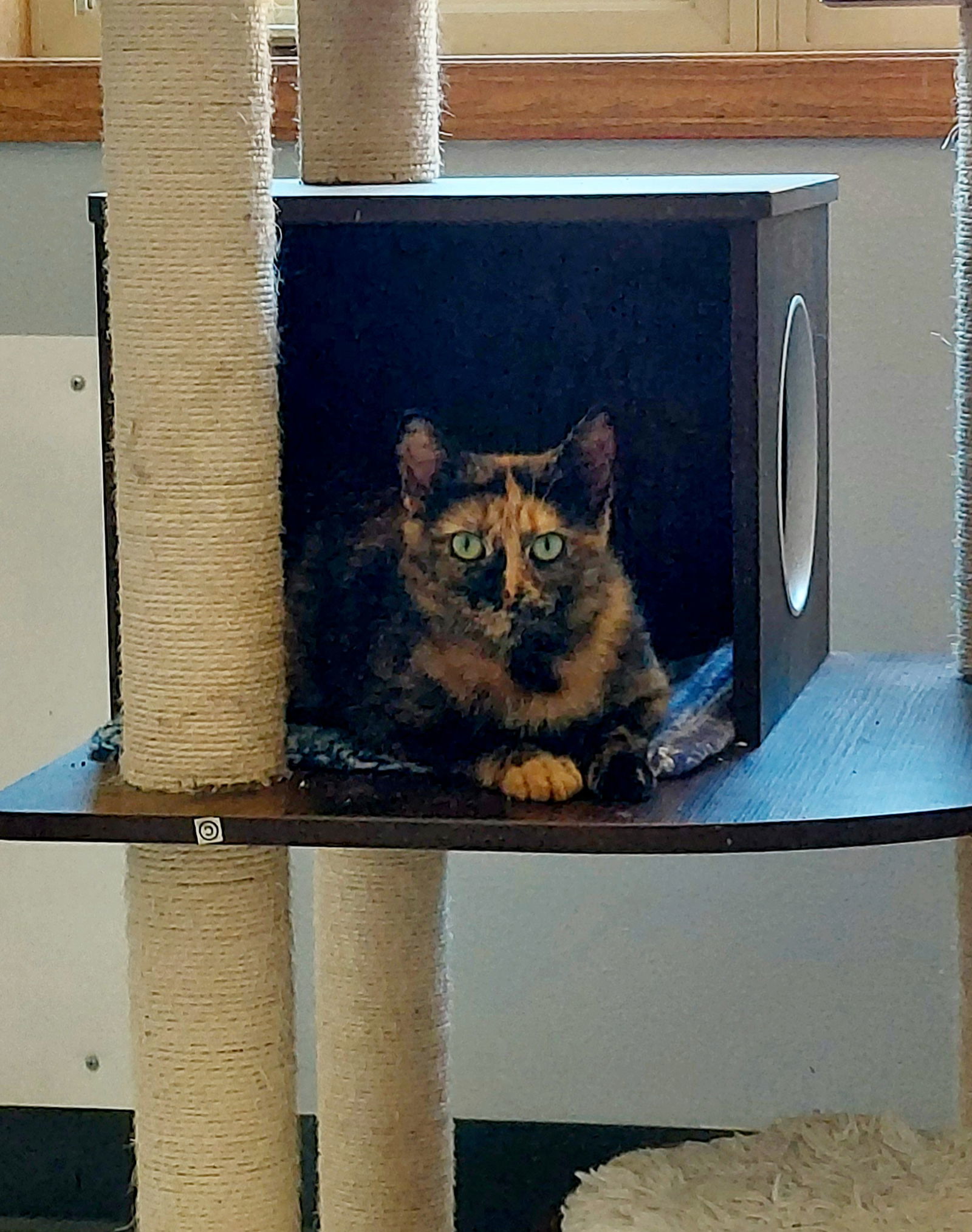Cinnamon