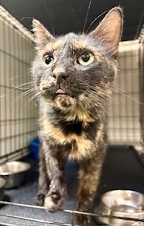 Lucky, Adult Female unknown