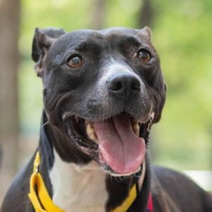 Kayak Mixed Breed Dog