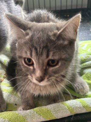 I am very cute and sweet Please give me a forever homeAll adopters must be  21 years old live