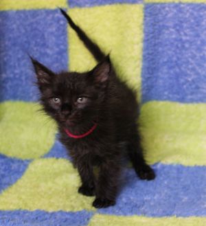 Jagger - 41941, Baby Male Domestic Long Hair