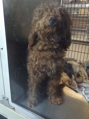 Primary Color Brown Weight 178lbs Age 3yrs 0mths 0wks