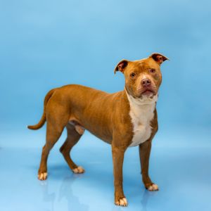 Primary Color Tan Secondary Color White Weight 70lbs Age 4yrs 0mths 3wks Animal has been Neutere