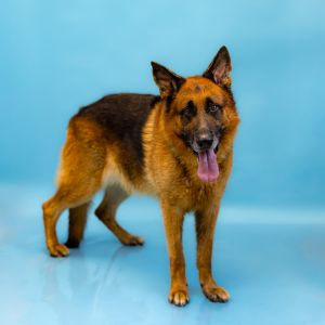 Pen 106c Samson German Shepherd Dog Dog