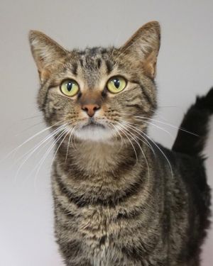 Fran, Young Female Domestic Short Hair