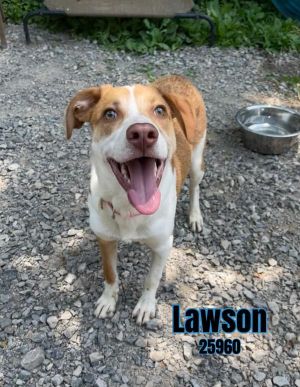 Lawson Pointer Dog