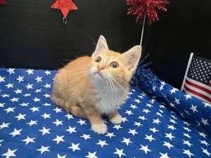 Henrietta Domestic Short Hair Cat