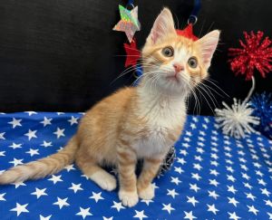 Keo Domestic Short Hair Cat