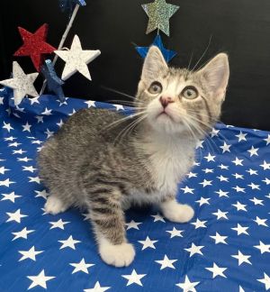 Kory Tabby Cat