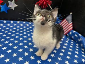 Daisy Domestic Short Hair Cat