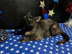 Lucy Domestic Short Hair Cat