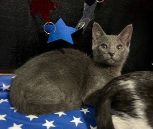 Andrew Domestic Short Hair Cat