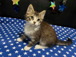 Jasper Tabby Cat
