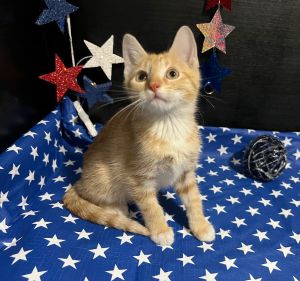 RescueCats IncDate of birth 32525 Photos taken on 61725 Sweet kitten He is neutered treat
