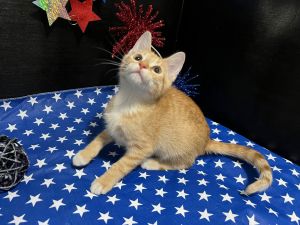 RescueCats IncDate of birth 32525 Photos taken on 61725 Sweet kitten He is neutered treat