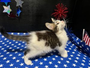 RescueCats IncDate of birth 31825 Photos taken on 61225 Sweet kitten He is neutered treat