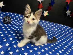 RescueCats IncDate of birth 31825 Photos taken on 7225 Sweet kitten He is neutered treate