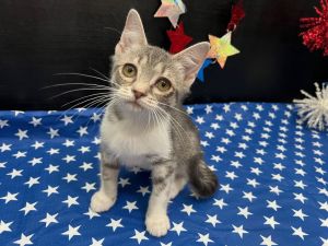 RescueCats IncDate of birth 3424 Photos taken on 61925 Sweet kitty She is spayed treated 